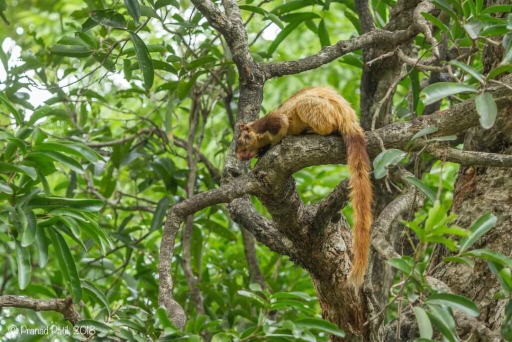 Grizzled Giant Squirrel