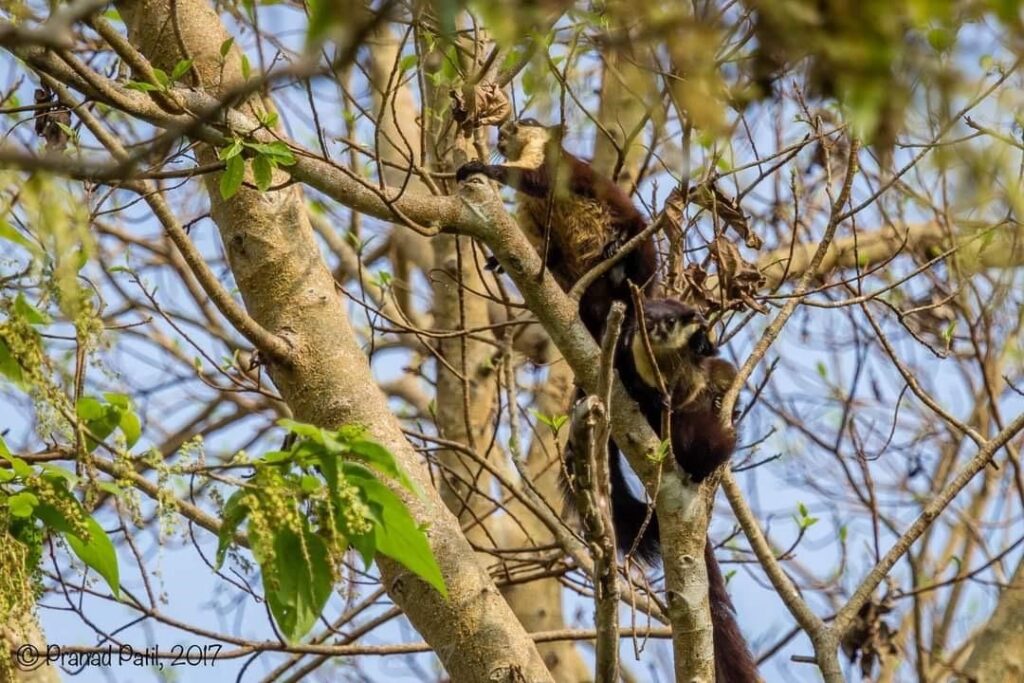 Malayan Giant Squirrel