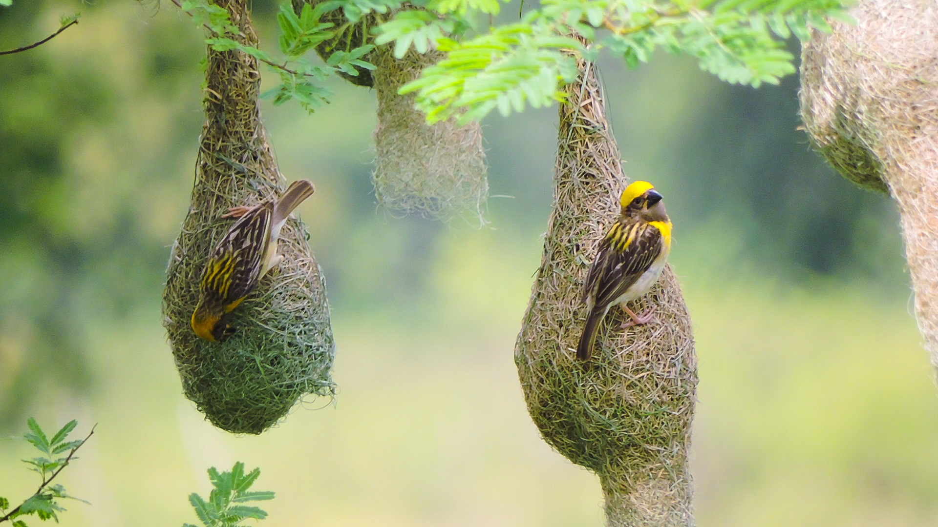 Baya Weaver Birds in India