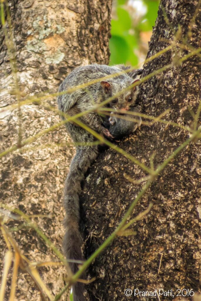 Indian Giant Flying Squirrel (Petaurista Philippensis)