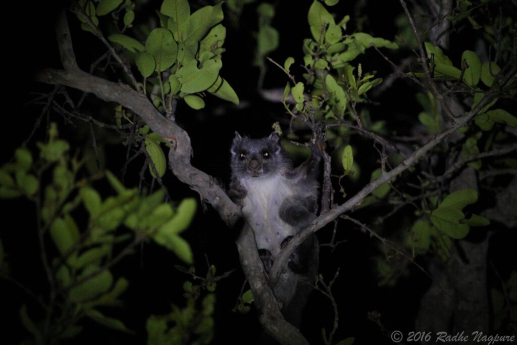 Indian Giant Flying Squirrel