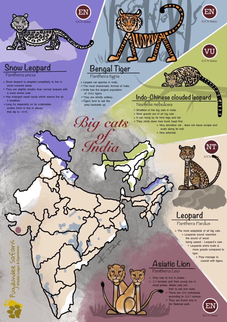 big cats of india