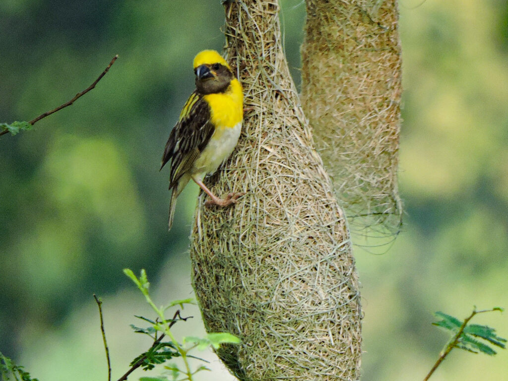 baya weaver birds in India