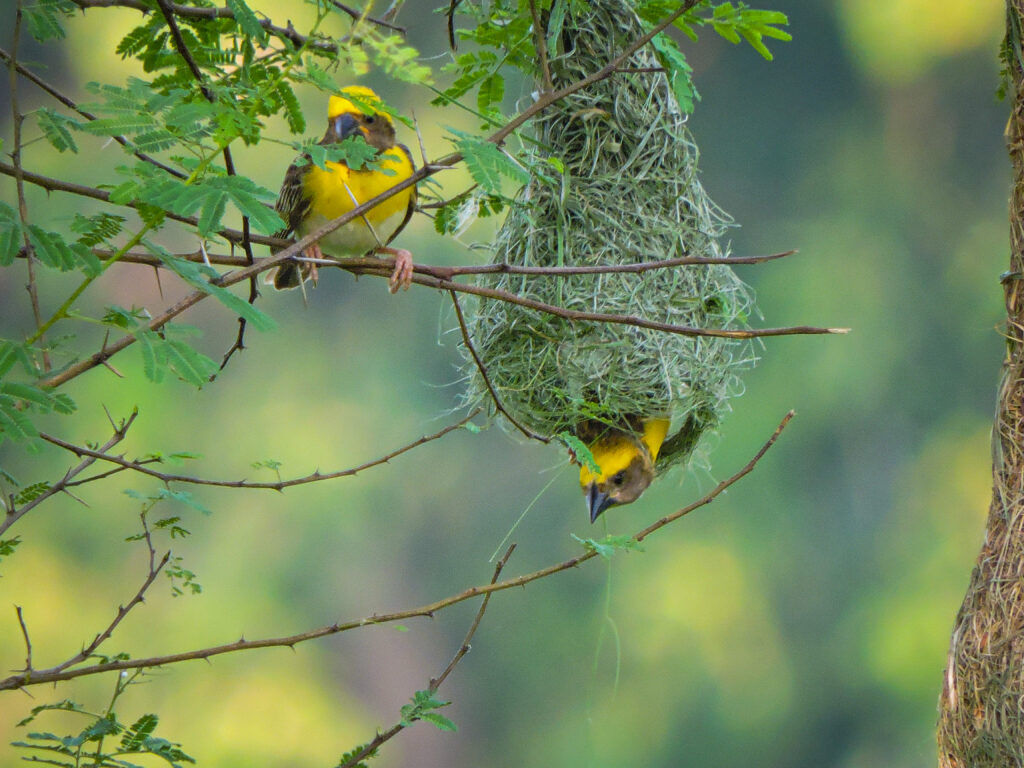 baya weaver birds colonies 