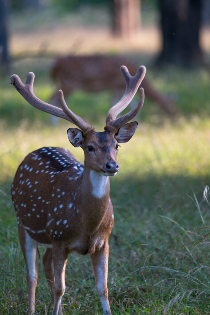 Antelopes vs Deers