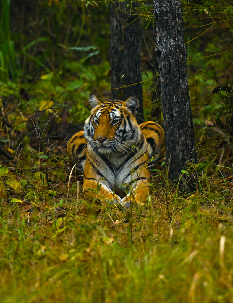 Tigers in India
