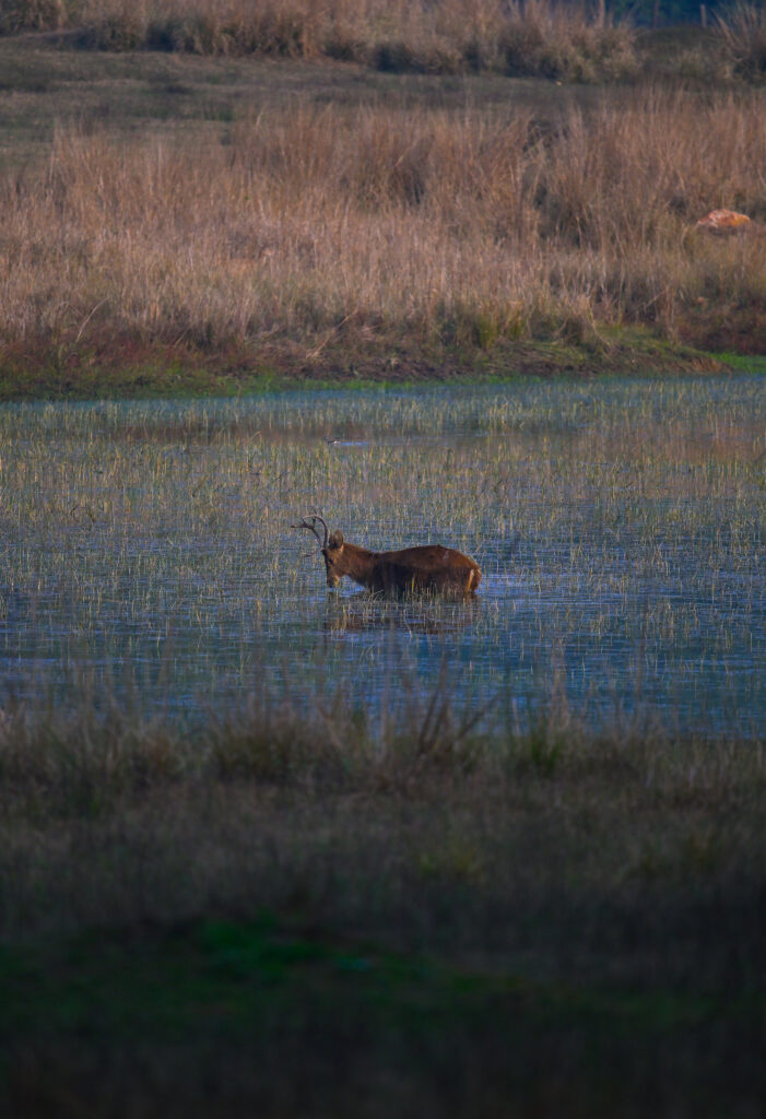 Antelopes vs Deers