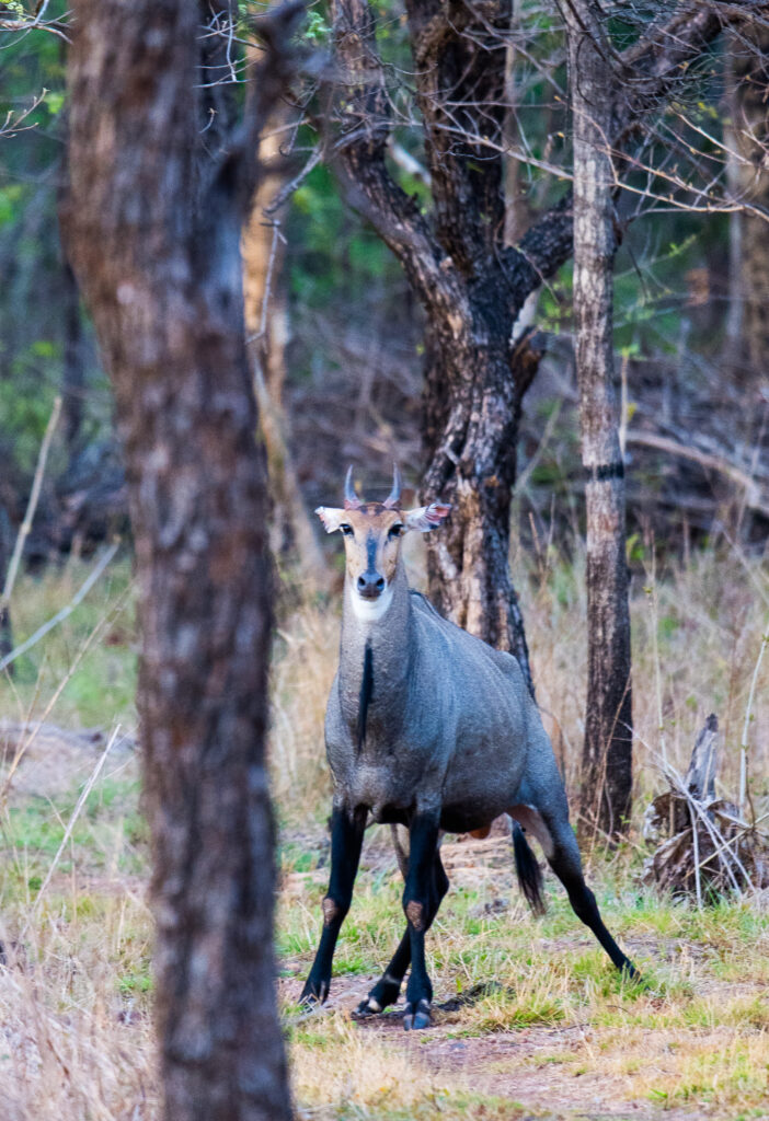 Nilgai antelope or blue bull