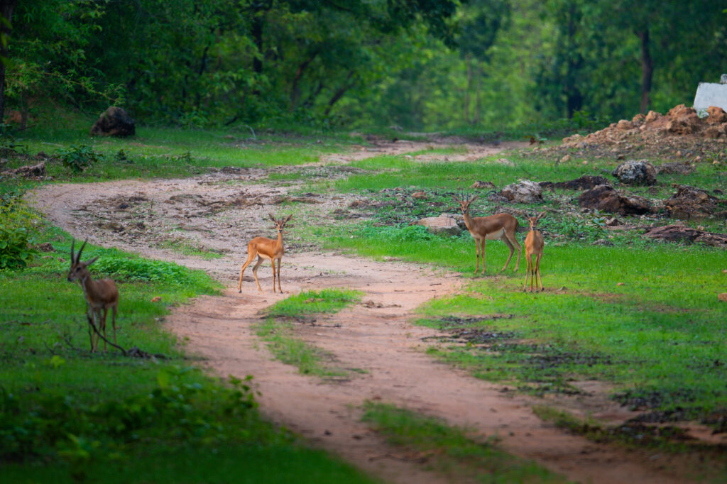 Antelopes in India