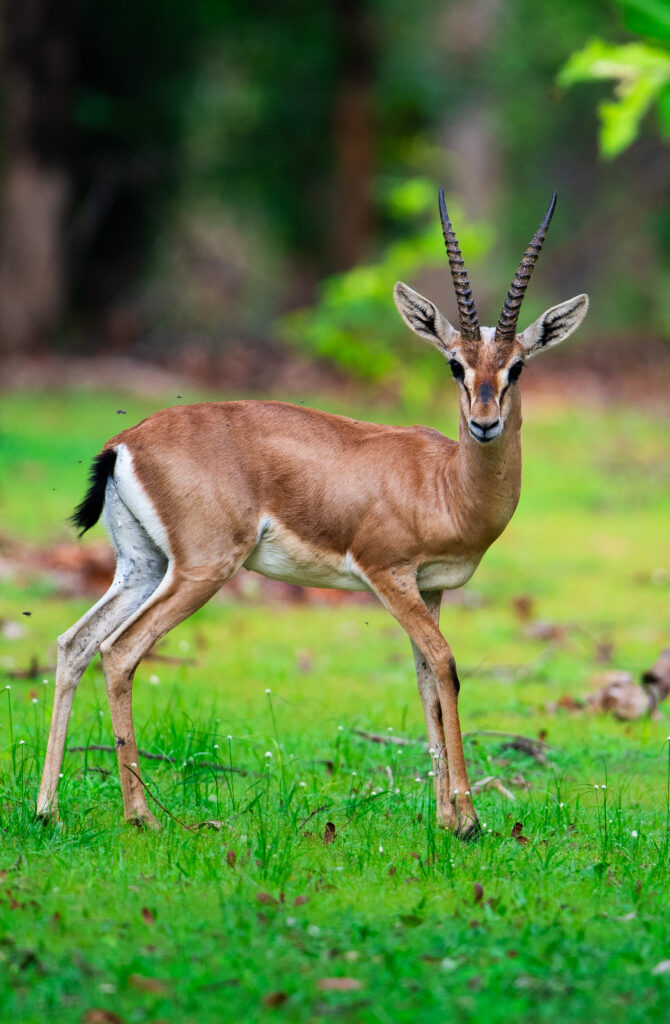 Indian Gazelle or Chinkara Antelope