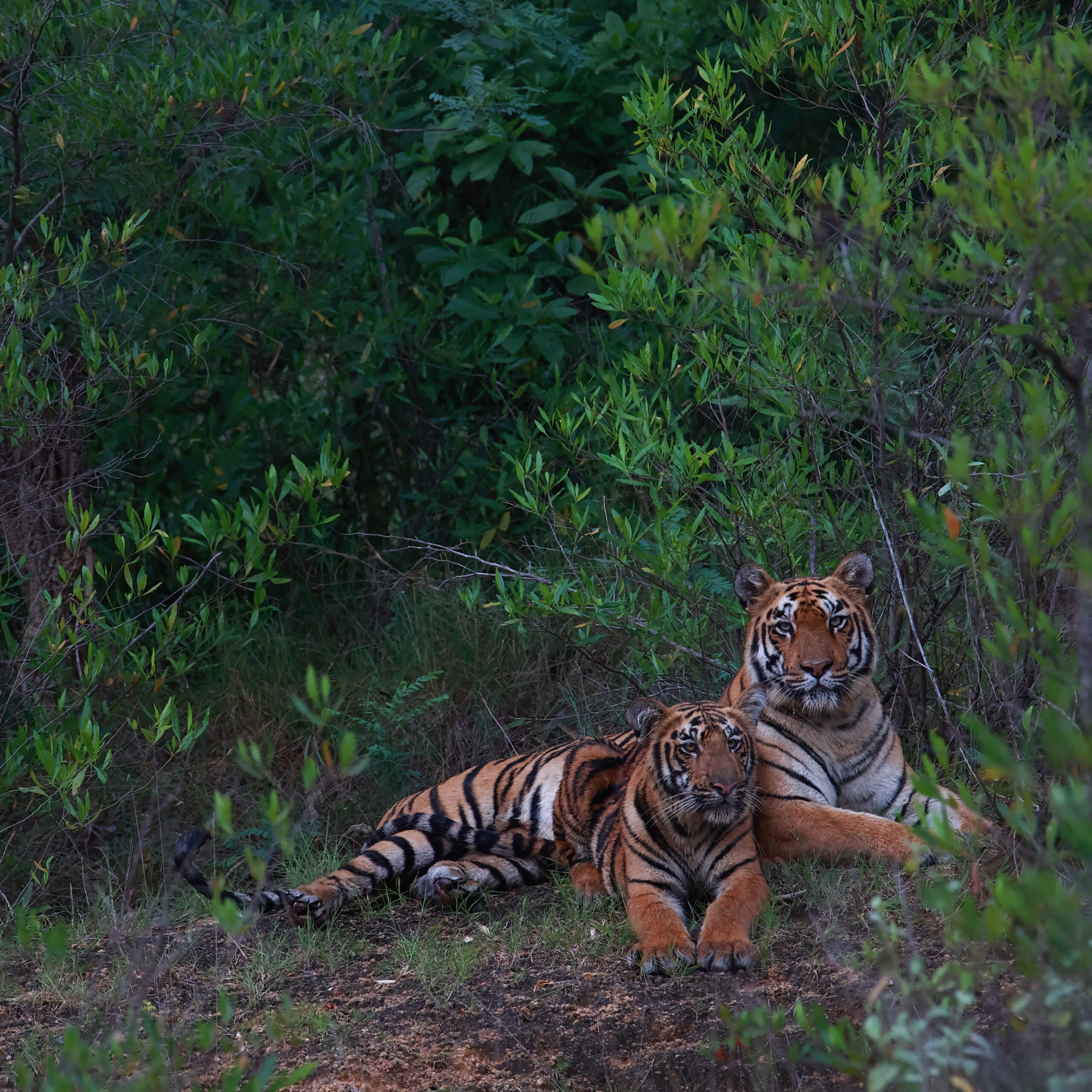 Tiger populations are estimated using various scientific methods