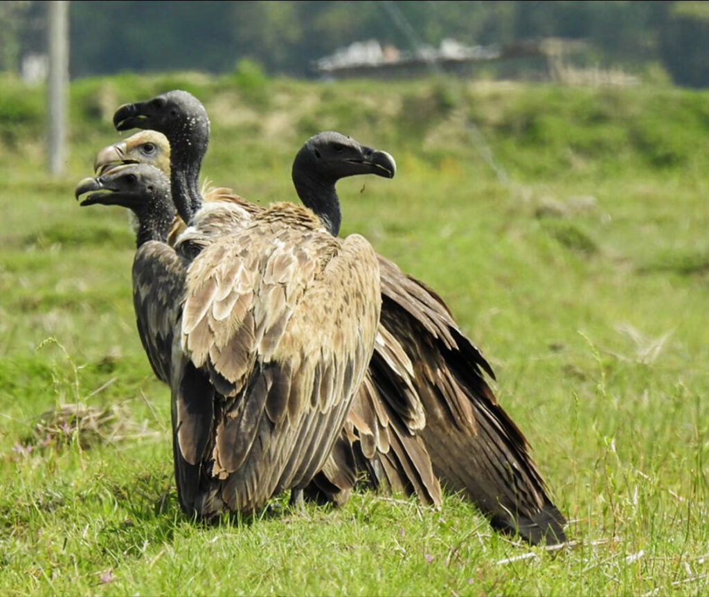 Vultures of India: Guardians of the skies