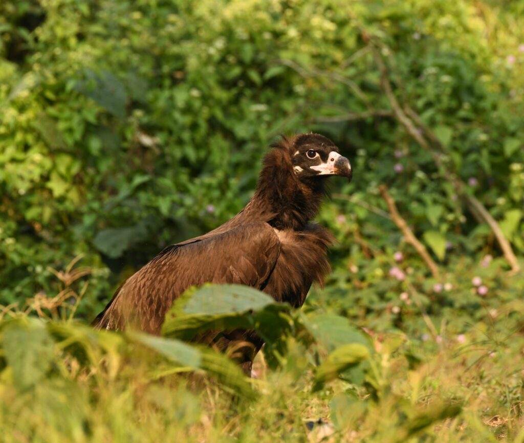 Cinereous Vulture 