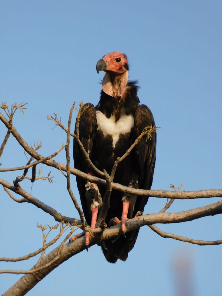 vultures in India 