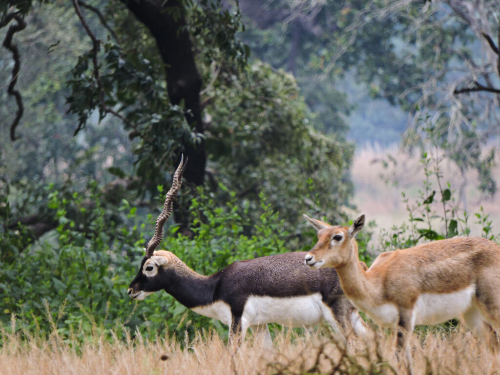 A Male Blackbuck and Female Blackbuck Antelope