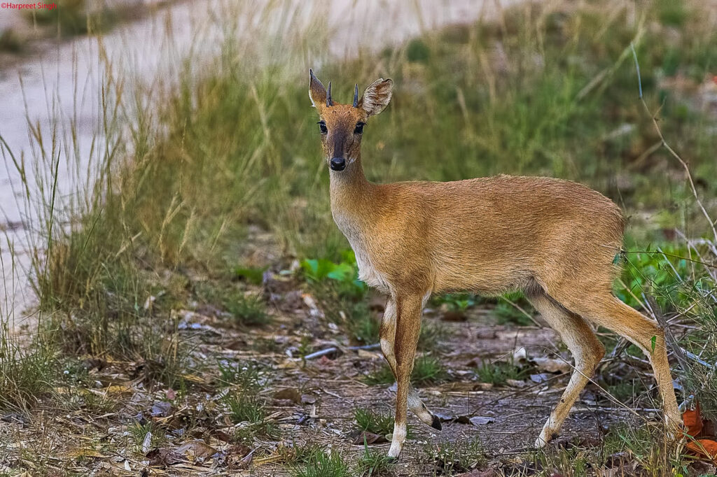 Four-horned antelope