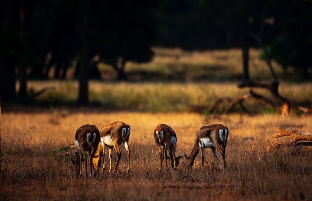 Antelopes in India