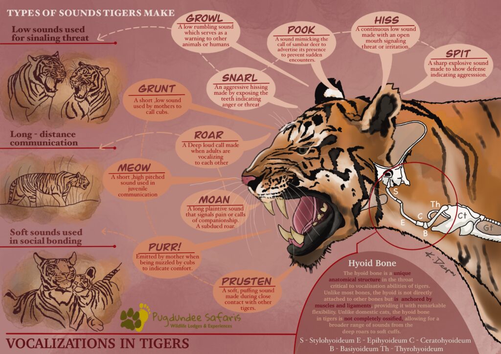 types of communication in tigers.