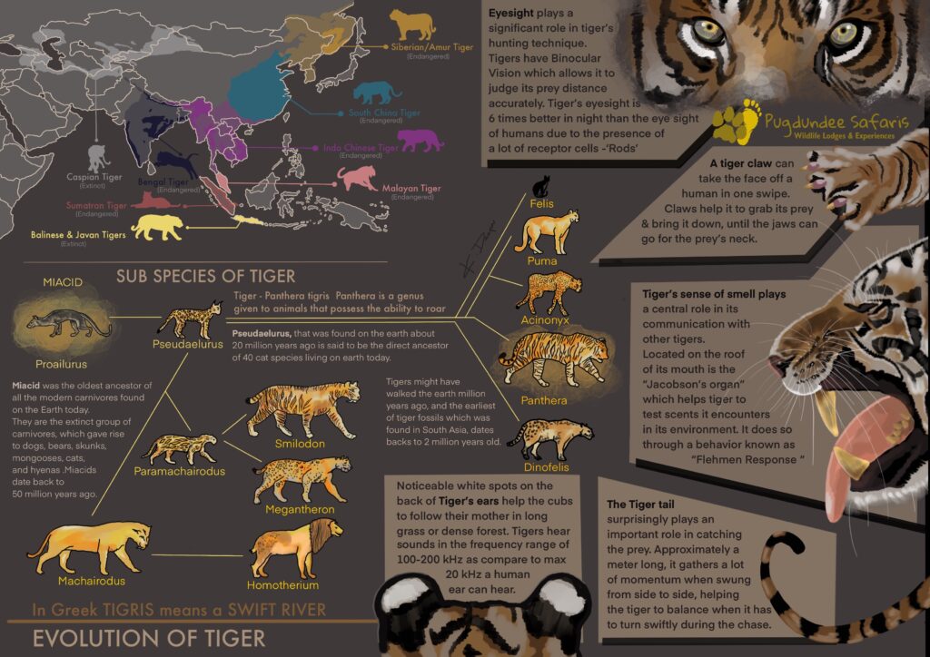 evolution of tiger