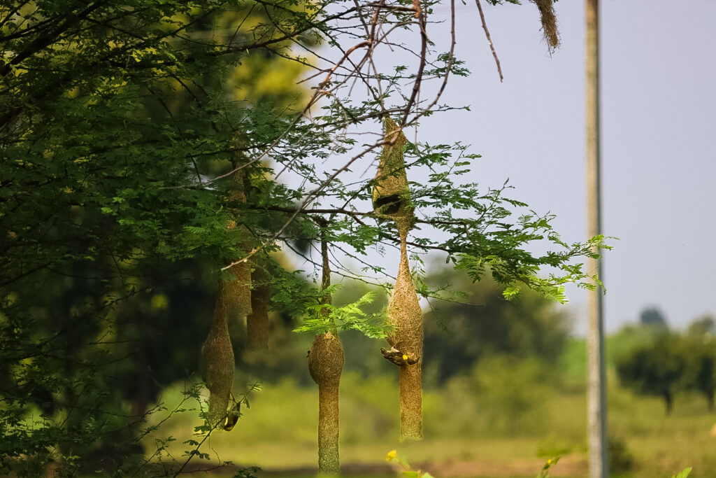 baya weaver birds nests 