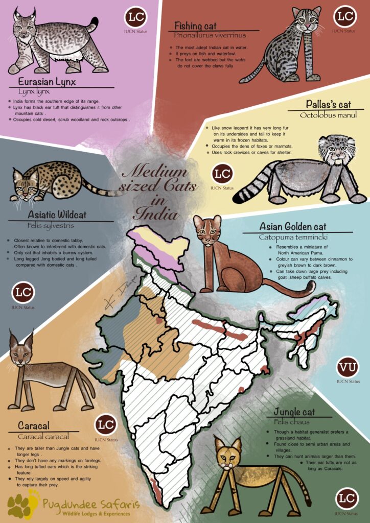 medium sized cats of india