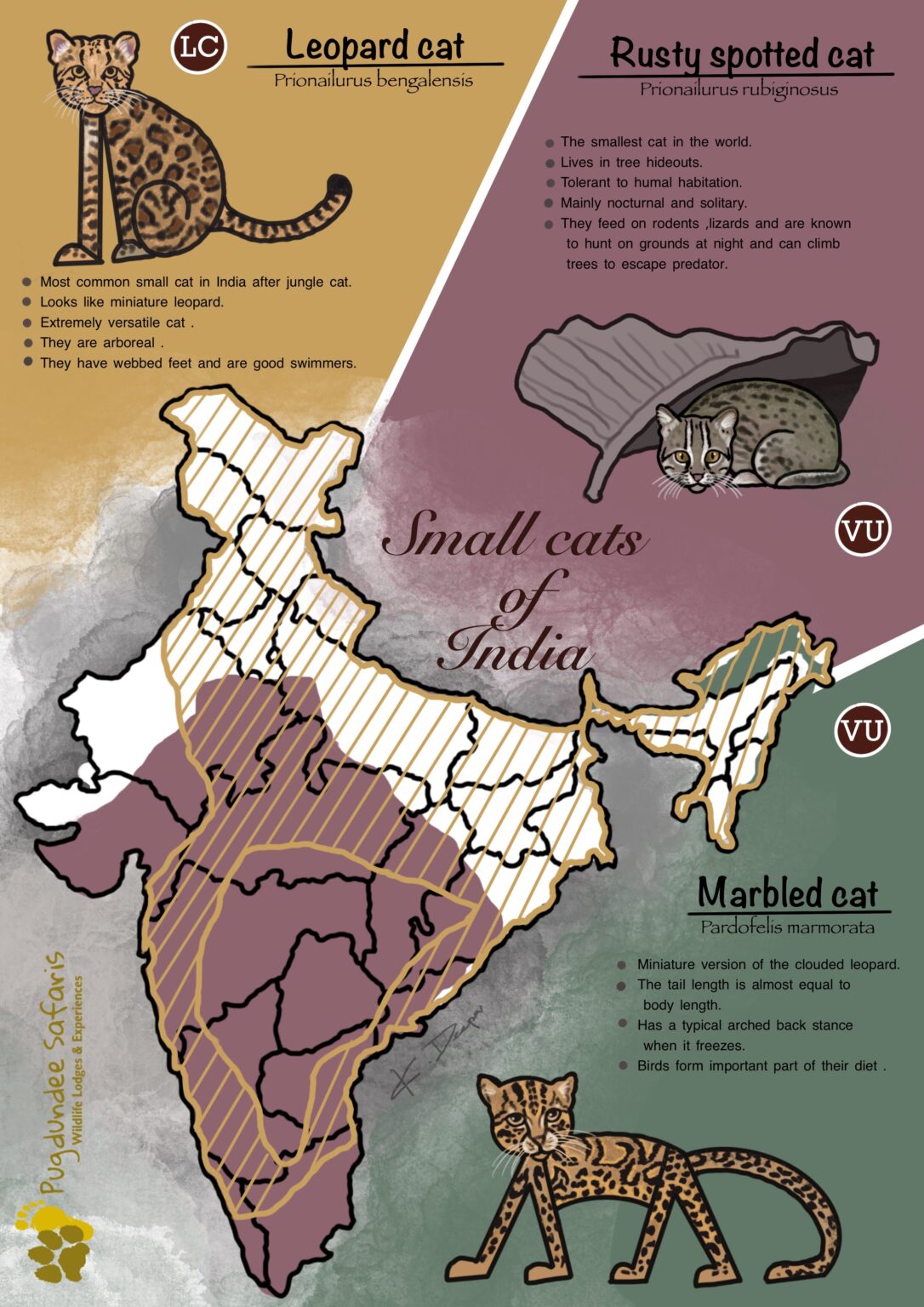 Wild Cats Of India Big Cats Of India Small Cats Of India