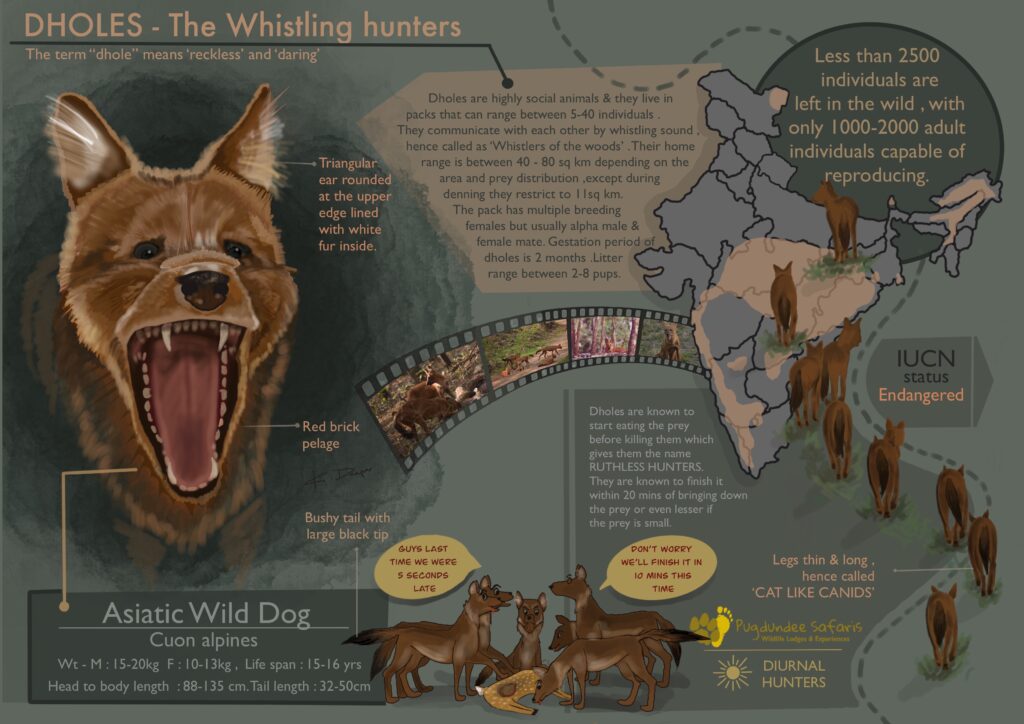 Dholes in India 