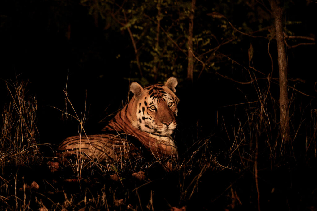 tigers night vision