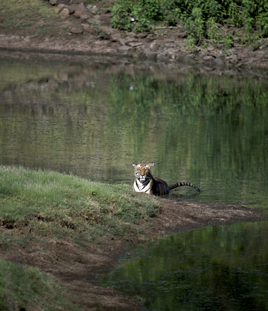 tigers swimming