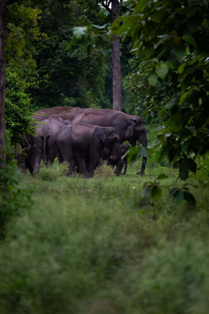 Asiatic elephants