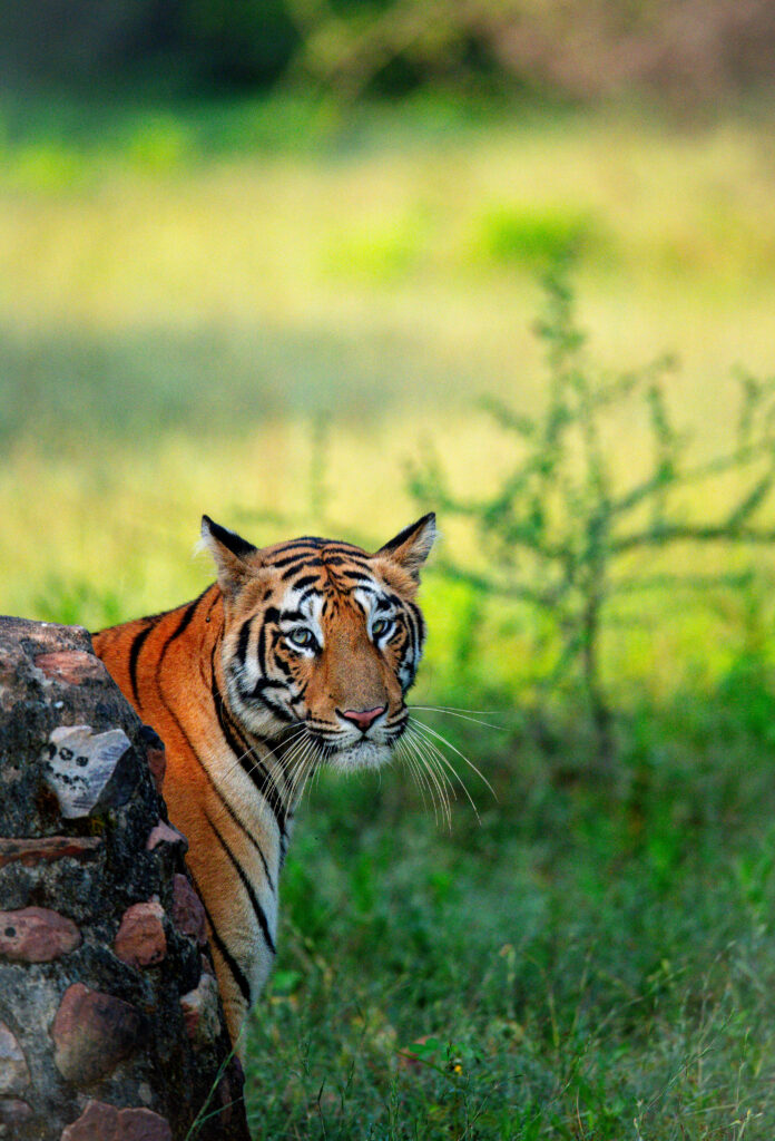 tigress in Tadoba