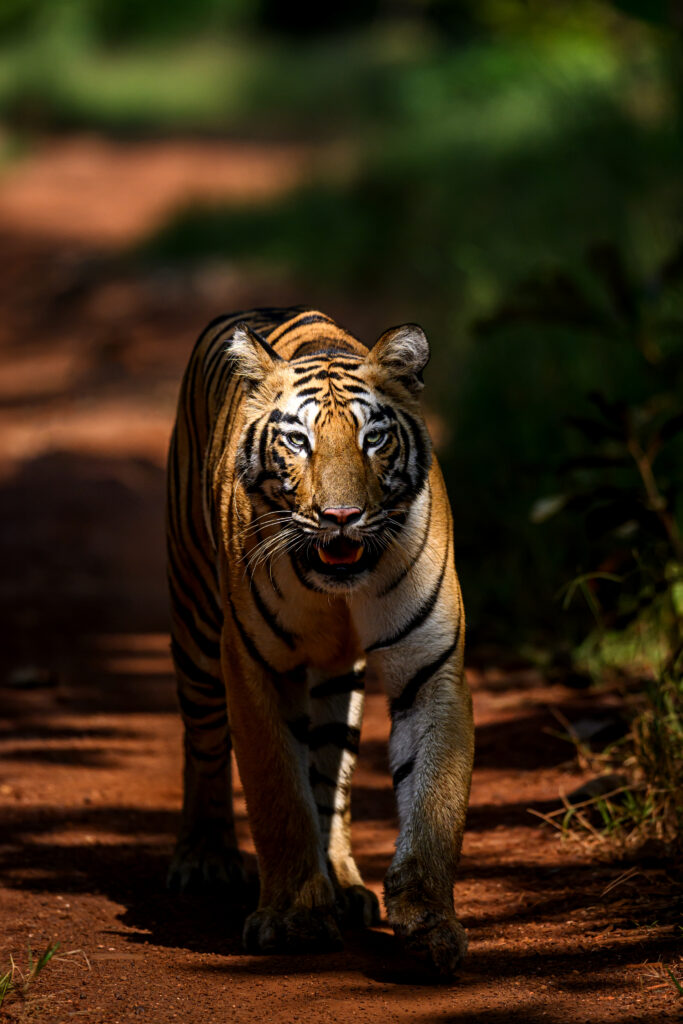 tigress in Tadoba