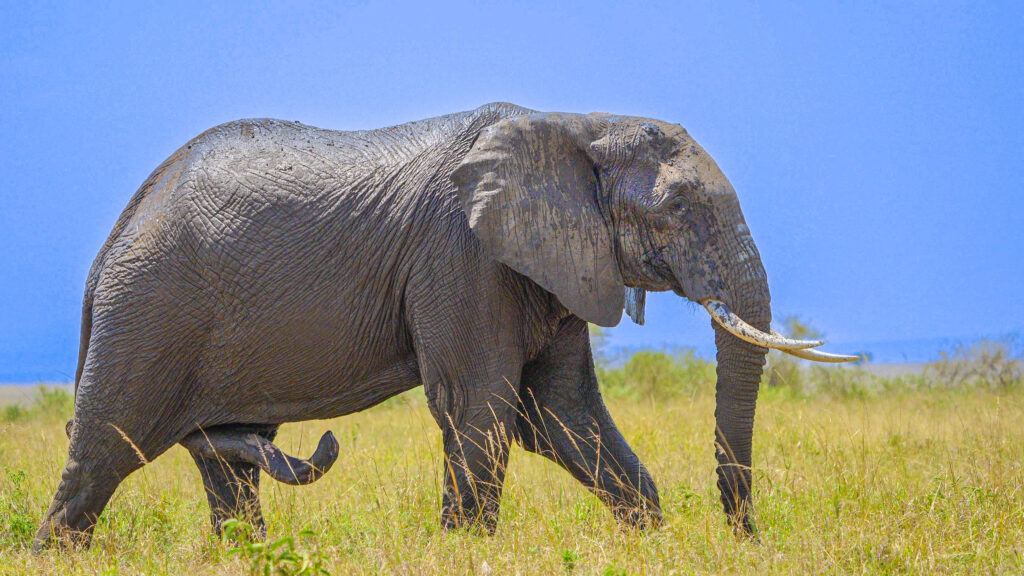 African Elephants have wrinkled skin