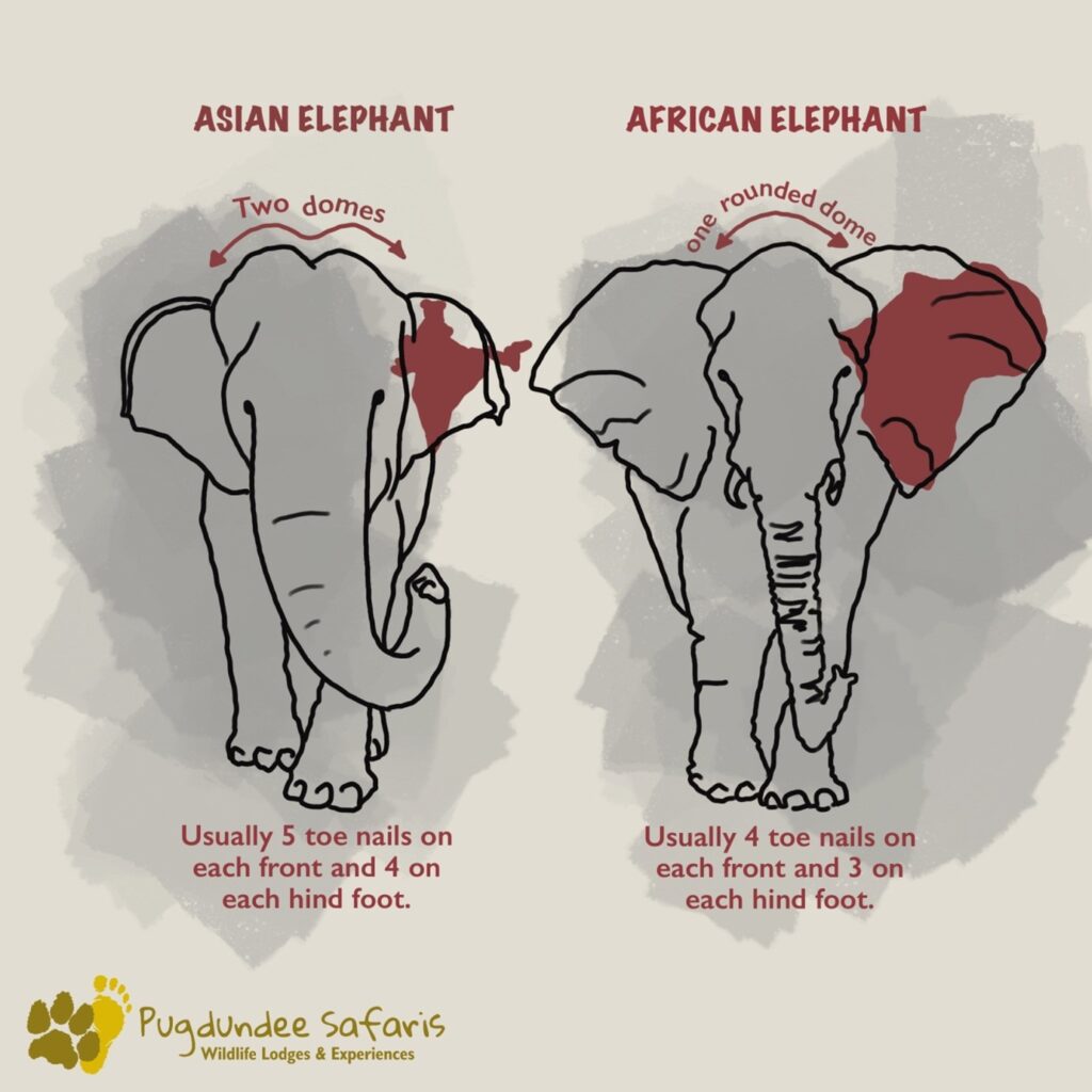 DIFFERENCE BETWEEN ASIATIC & AFRICAN ELEPHANTS