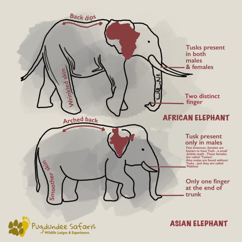 Asiatic & African elephants 