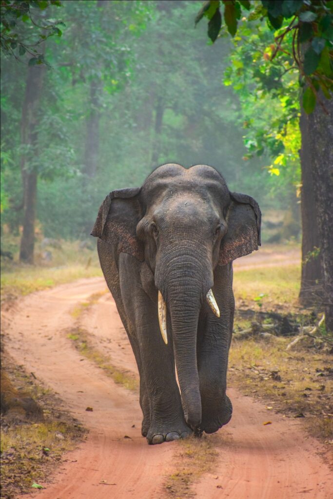 Asiatic Elephant in Bandhavgarh National Park