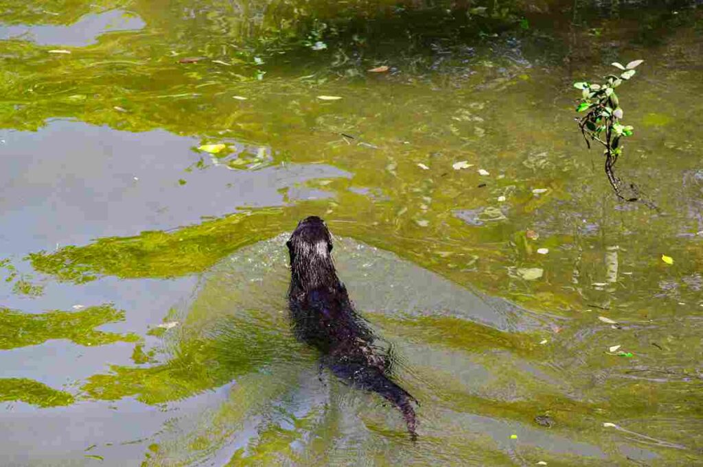 best places to see otters in India