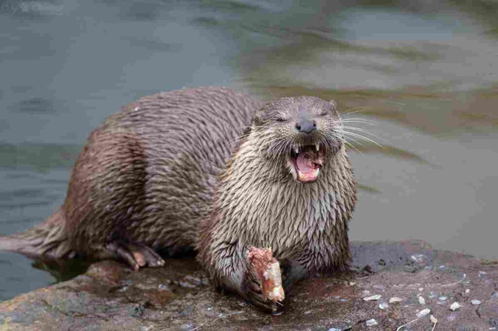 Eurasian Otter