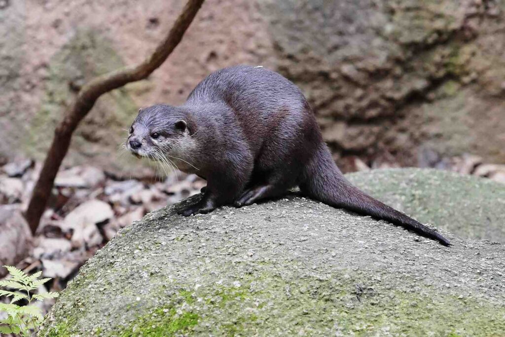 Smally clawed otter