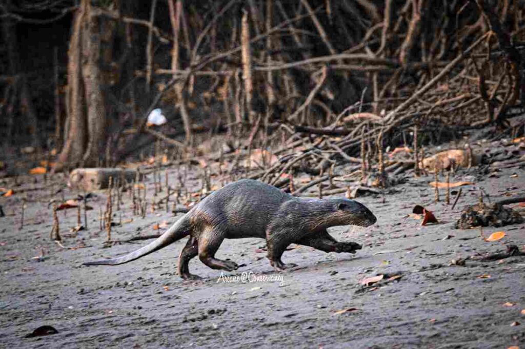 Smooth coated otters