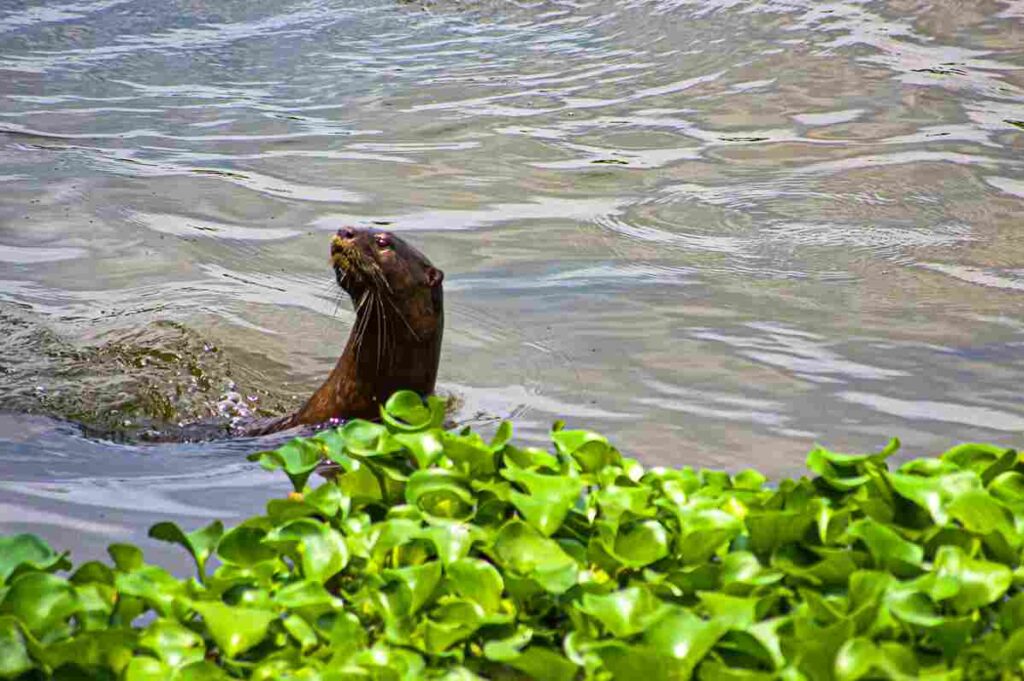 What is otter?