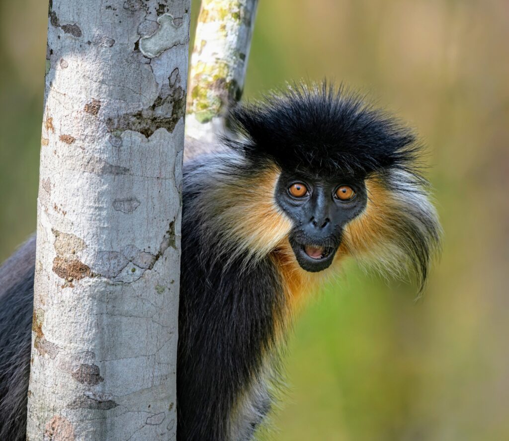 Capped Langur