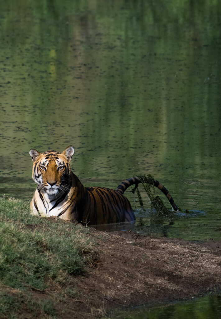 SATPURA NATIONAL PARK: AN OFFBEAT TIGER SAFARI DESTINATION