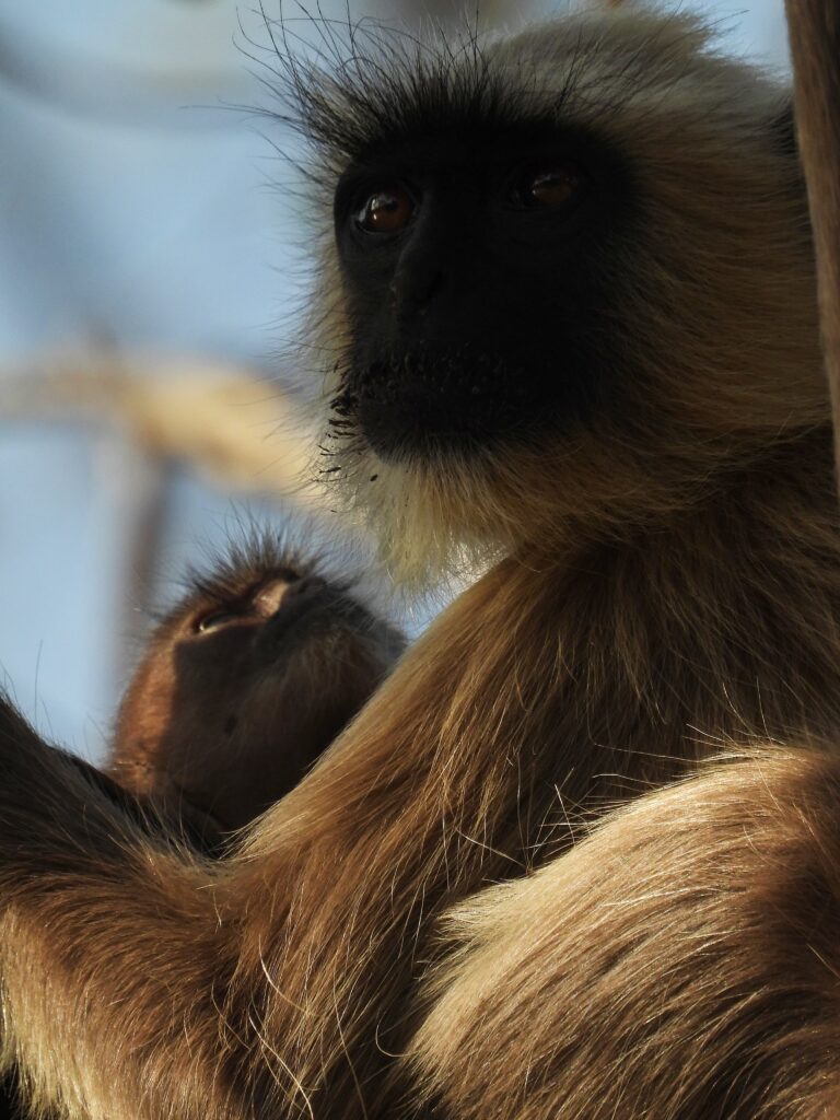 Hanuman langur