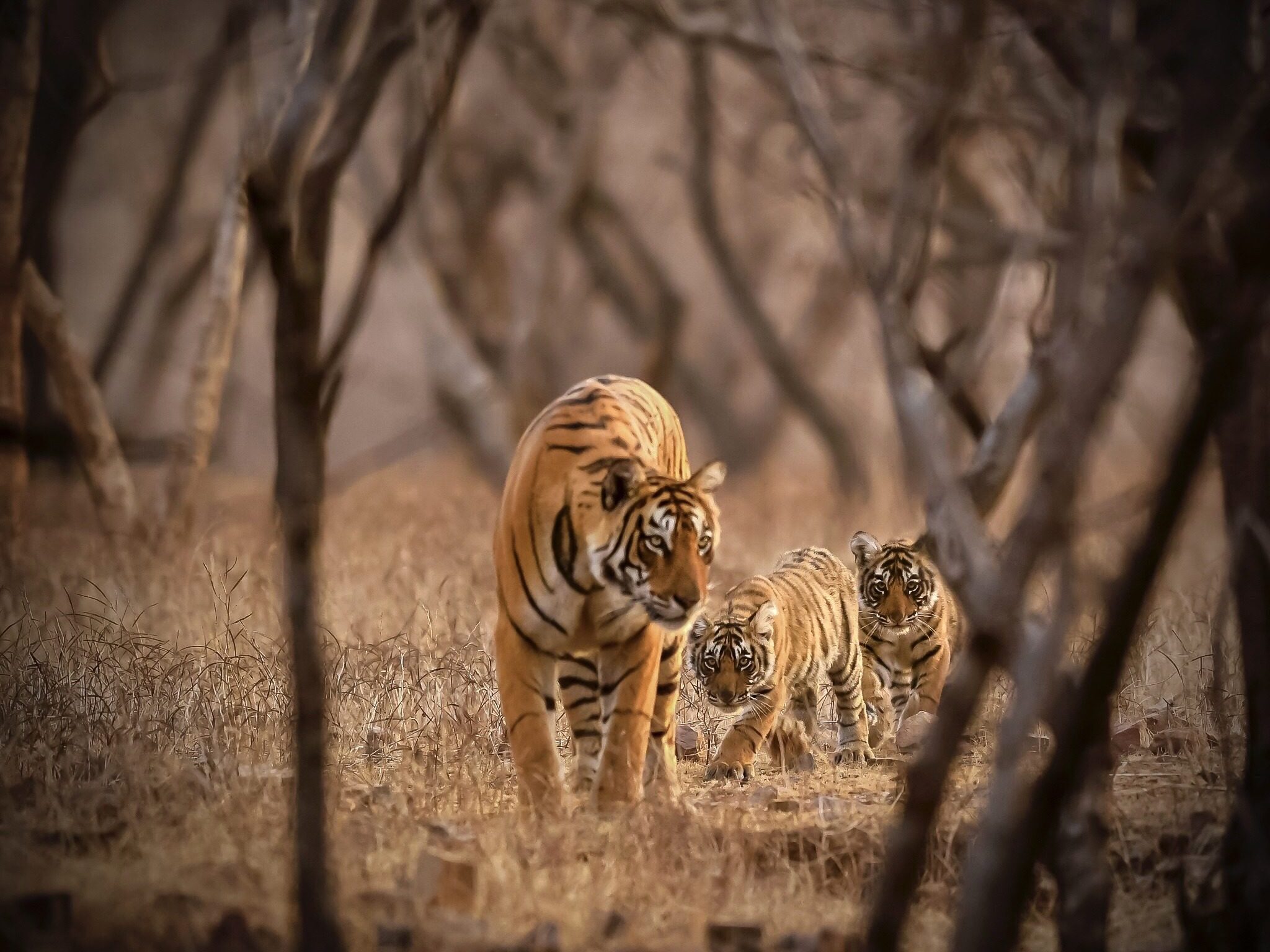 Tigress-cubs