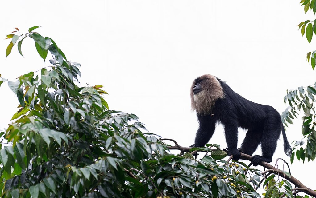 Lion-tailed Macaque