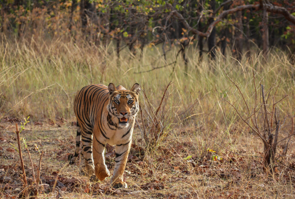 PANNA NATIONAL PARK: A NATIONAL PARK WITH A DIFFERENT TAKE