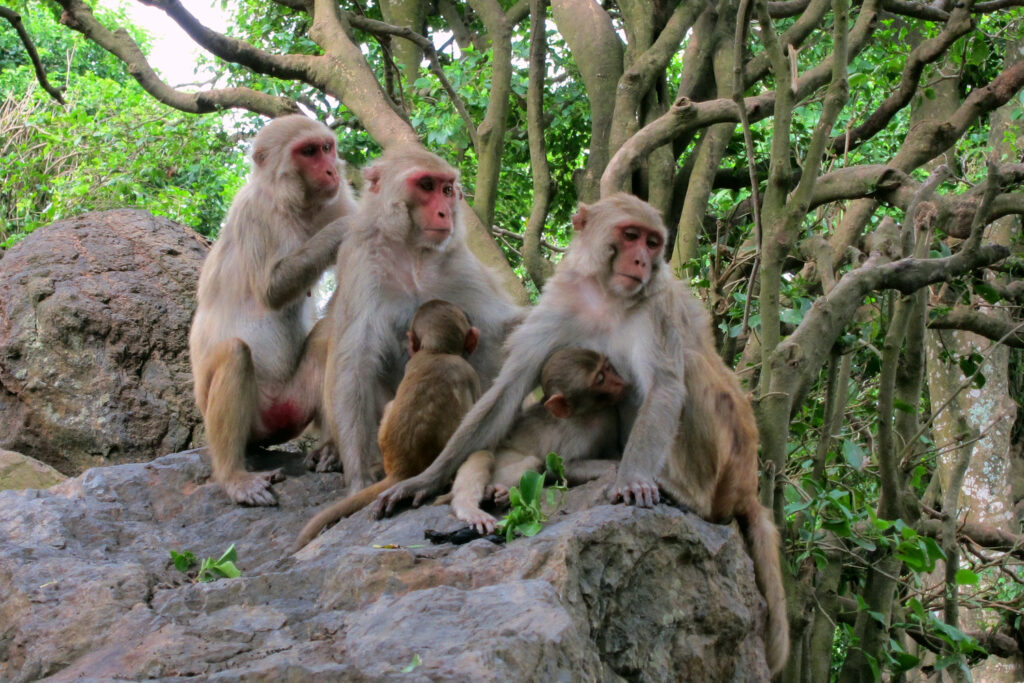  Tibetan Macaque