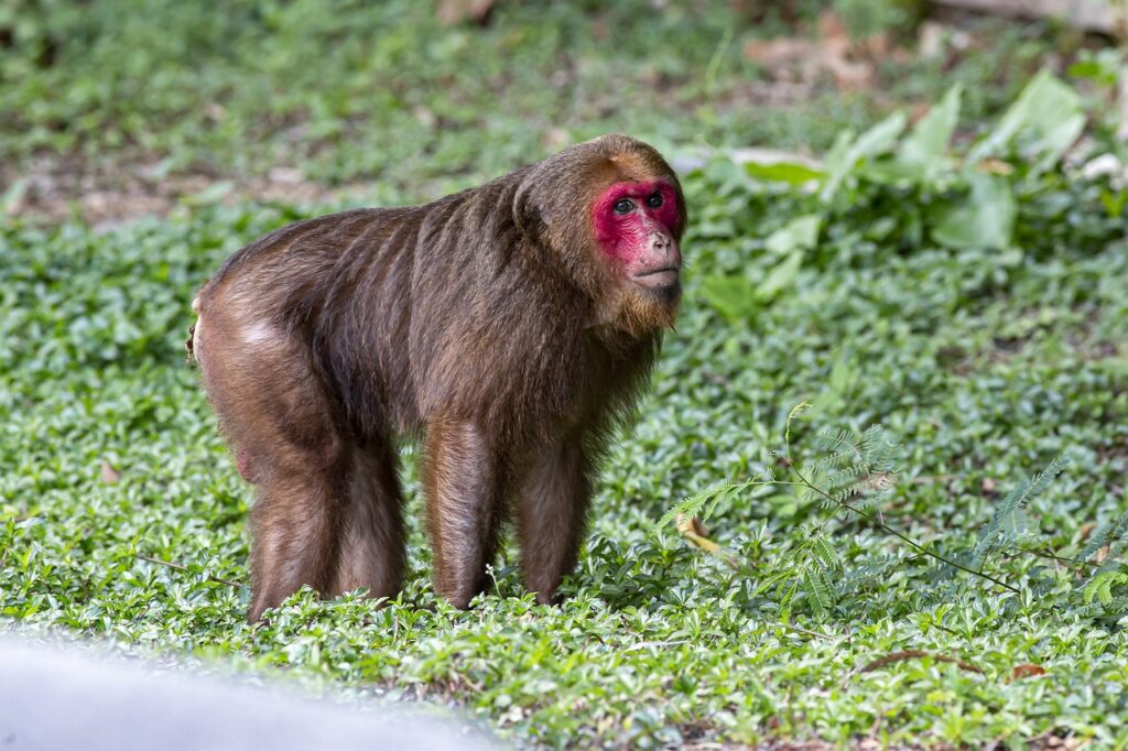 Stump-tailed Macaque