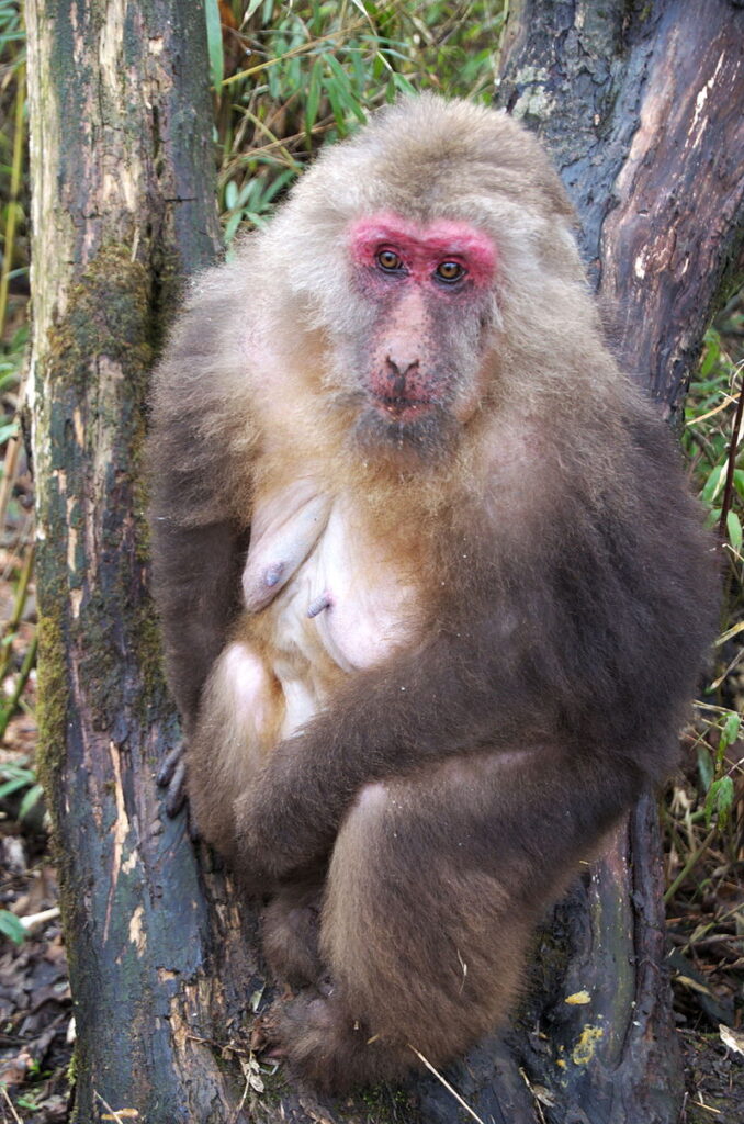  Tibetan Macaque